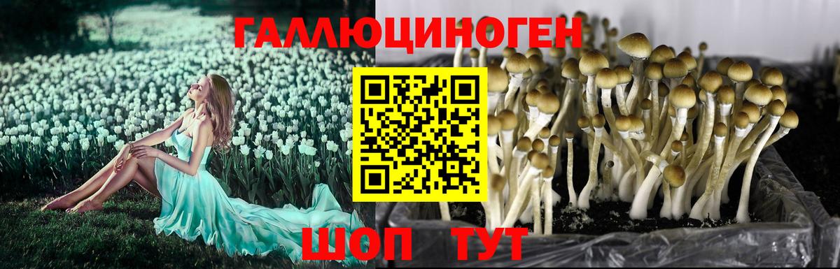 Псилоцибиновые грибы ЛСД  Вход с VPN  Галлюциногенные грибы мицелий  где купить наркотик  Гусев 